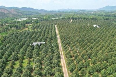 Đề nghị phối hợp thực hiện tốt công tác quản lý vùng trồng và cơ sở đóng gói