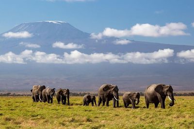 Kenya mở điều tra khẩn việc 15 con voi rừng chết 'bất đắc kỳ tử'