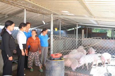 Quảng Ngãi: Heo giống xoay vòng - trao sinh kế, lan tỏa yêu thương