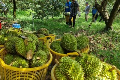 Thông điệp mạnh từ vụ án sầu riêng