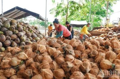 Giá dừa giảm, nông dân gặp khó khăn