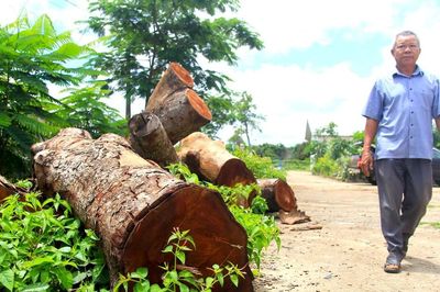 Vụ chặt xà cừ tại trụ sở xã: Người trồng hàng cây lên tiếng