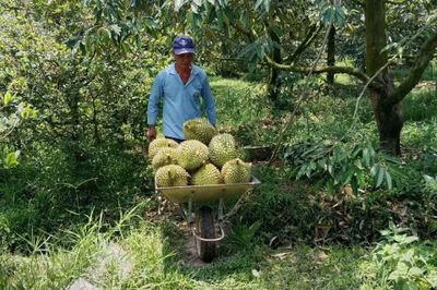 Xuất khẩu sầu riêng: Vì sao thành - bại do mã số vùng trồng?
