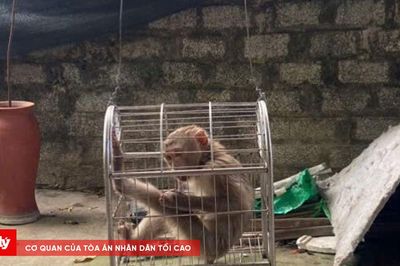 Người dân giao nộp cá thể khỉ vàng quý hiếm cho cơ quan chức năng