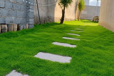 Top 5 loại cỏ trồng sân vườn đẹp, dễ chăm sóc nhất hiện nay