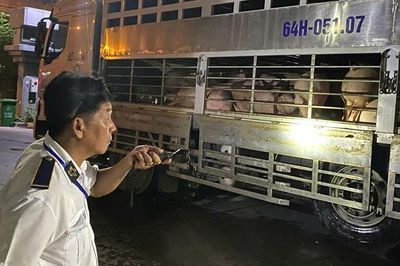 Chặn 3 xe chở lợn vào TPHCM, tiêu hủy hơn 35 tấn vì nhiễm chất cấm và dịch bệnh
