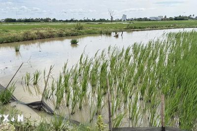 Đắk Lắk: Nhiều diện tích lúa Hè Thu bị hư hại do chuột cắn phá