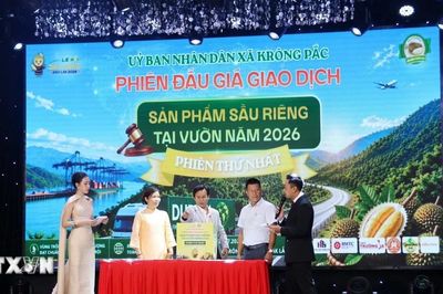 Đắk Lắk: Đấu giá tại vườn giúp sầu riêng bán đúng giá trị
