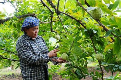 Nâng tầm thương hiệu trái na La Hiên trên thị trường nông sản