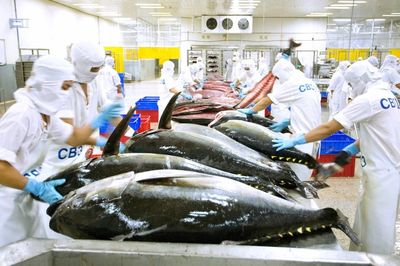 Xuất khẩu cá ngừ tăng tốc nhưng vẫn đối mặt nhiều sức ép