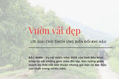 Vườn vải đẹp - Lời giải cho thích ứng biến đổi khí hậu