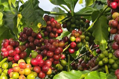 Giá cà phê hôm nay 30/7/2026: Tây Nguyên mất tới 1.800 đồng/kg, không còn nơi nào giữ mốc 97.000 đồng