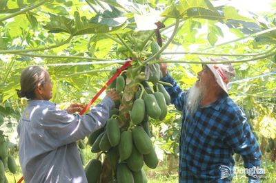 Tuổi cao vẫn chăm chỉ lao động