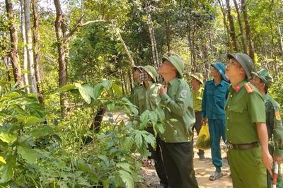 Gia Lai: Áp lực bảo vệ rừng khi thiếu hụt lực lượng chuyên trách
