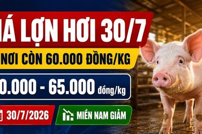 Giá lợn hơi hôm nay 30/7: Có nơi còn 60.000 đồng/kg