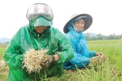 Định vị lại thương hiệu kiệu sẻ Hương Chữ
