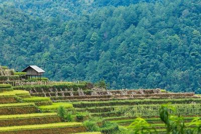 Lào Cai: Cho phép chuyển mục đích sử dụng và thuê đất thực hiện Dự án Khu du lịch nghỉ dưỡng Cát Cát - Sa Pa