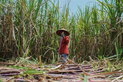 Chính phủ Indonesia siết chặt nhập khẩu đường tinh luyện