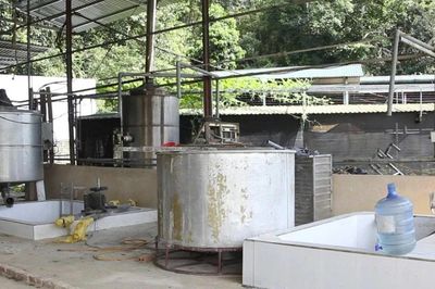 Làm rõ dấu hiệu gây ô nhiễm môi trường với gần 600 tấn bã thải dong riềng