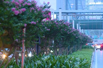 Sắc hồng tường vi trên phố Trần Duy Hưng
