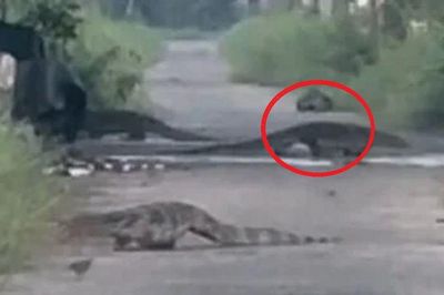 7 'vị khách khổng lồ' bất ngờ 'chiếm lĩnh' cả con đường, người dân nhìn mà cứ ngỡ như trong phim 'Công viên kỷ Jura'