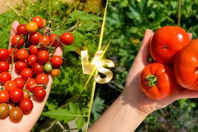 Cà chua bi hay cà chua thường: Loại nào thực sự tốt hơn cho sức khỏe?