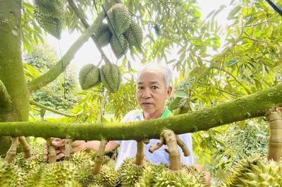 Tin vui: Sầu riêng Việt Nam đã được xuất sang thị trường Ấn Độ