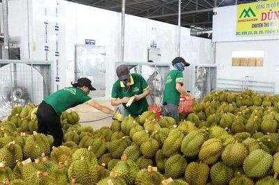 Mã vùng trồng, đóng gói và kiểm nghiệm sầu riêng xuất đi Trung Quốc được cấp thế nào?