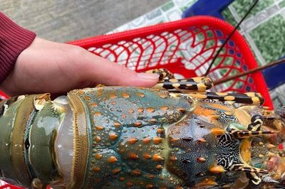 Tôm hùm hướng đến ngành hàng xuất khẩu chiến lược