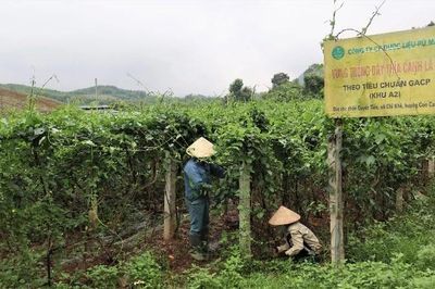 Nghệ An đẩy mạnh quảng bá sản phẩm OCOP, chủ lực trên các nền tảng quốc tế