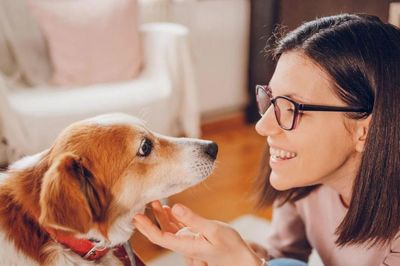Bí mật khoa học gây kinh ngạc: Chó thực sự hiểu con người đến đâu?
