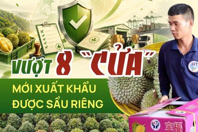 Doanh nghiệp phải vượt 8 'cửa' mới xuất khẩu được sầu riêng