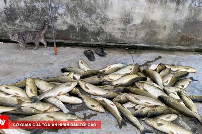 Huế: Hơn 600 con cá nuôi lồng liên tục chết trên sông Bồ