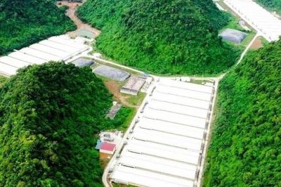 Khởi tố vụ án liên quan 5 người tử vong tại trại lợn ở Thanh Hóa