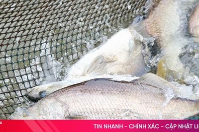 Nuôi cá vược hiệu quả ở vùng nước lợ cửa sông Nhượng