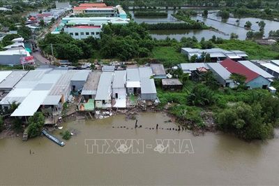 Cà Mau: Sạt lở diễn biến phức tạp ở bờ sông Gành Hào