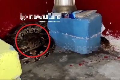 Vừa bước vào nhà, người dân thấy cảnh tượng 'đáng sợ'