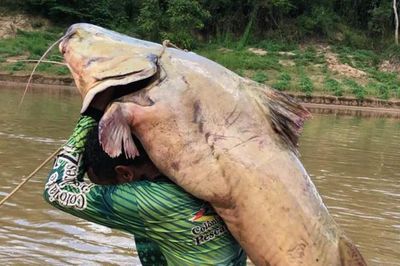Cần thủ bắt được con cá trê nặng 68kg trên sông