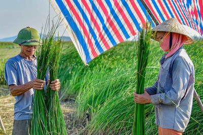 'Mùa vàng' trên cánh đồng cói lớn nhất Thanh Hóa
