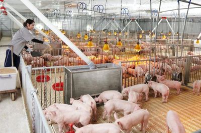 Lợi nhuận quý II/2026 của Dabaco lao dốc