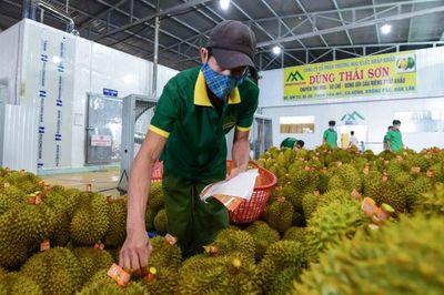 Sau Trung Quốc, thêm thị trường tỷ dân mở cửa cho sầu riêng Việt Nam