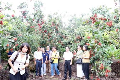 Giúp nông dân làm chủ kỹ thuật canh tác