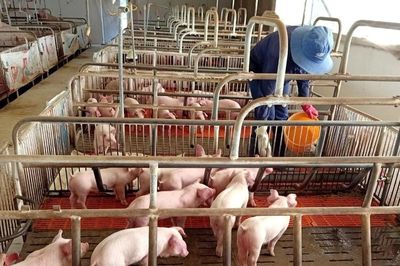 Gia Lai điều chỉnh chủ trương đầu tư 2 dự án chăn nuôi heo