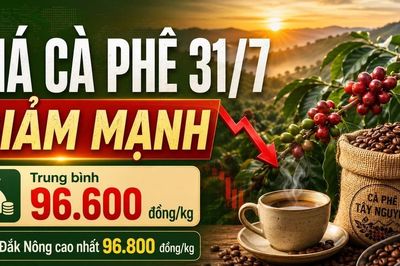 Giá cà phê hôm nay 31/7 quay đầu giảm sau phiên tăng nóng
