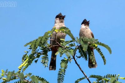 Lào Cai: Núi rừng vắng tiếng súng, rộn tiếng chim