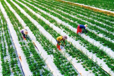 Nông nghiệp xanh, hiện đại