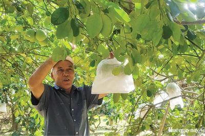 Nỗ lực khôi phục vườn cây đặc sản thanh trà