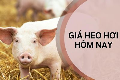 Ngày 31/7: Giá heo hơi chưa thoát khỏi xu hướng giảm