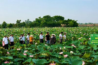 Ruộng trũng Hà Nội tìm lời giải với cây sen 80 triệu đồng/ha
