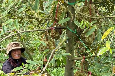 Sầu riêng Việt đón thêm 'tấm vé' xuất khẩu tới thị trường tỷ dân